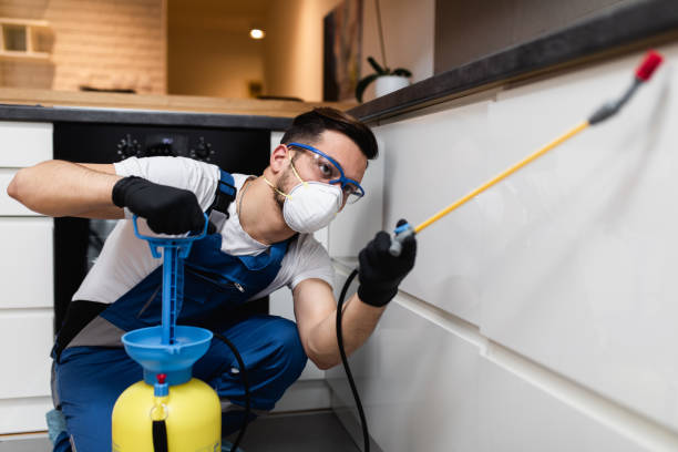 Best Local Pest Control Services  in Baltimore Highlands, MD