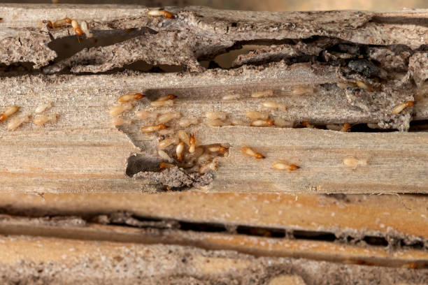 Best Pest Control for Businesses  in Baltimore Highlands, MD