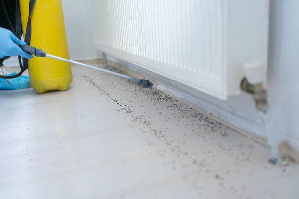 Best Termite Control Services  in Baltimore Highlands, MD